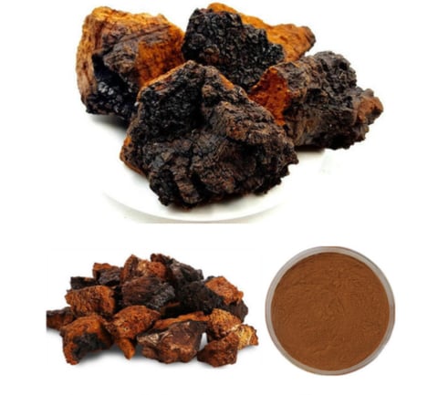 Chaga Mushroom Extract Powder