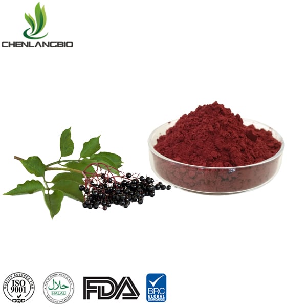 Elderberry Extract Powder